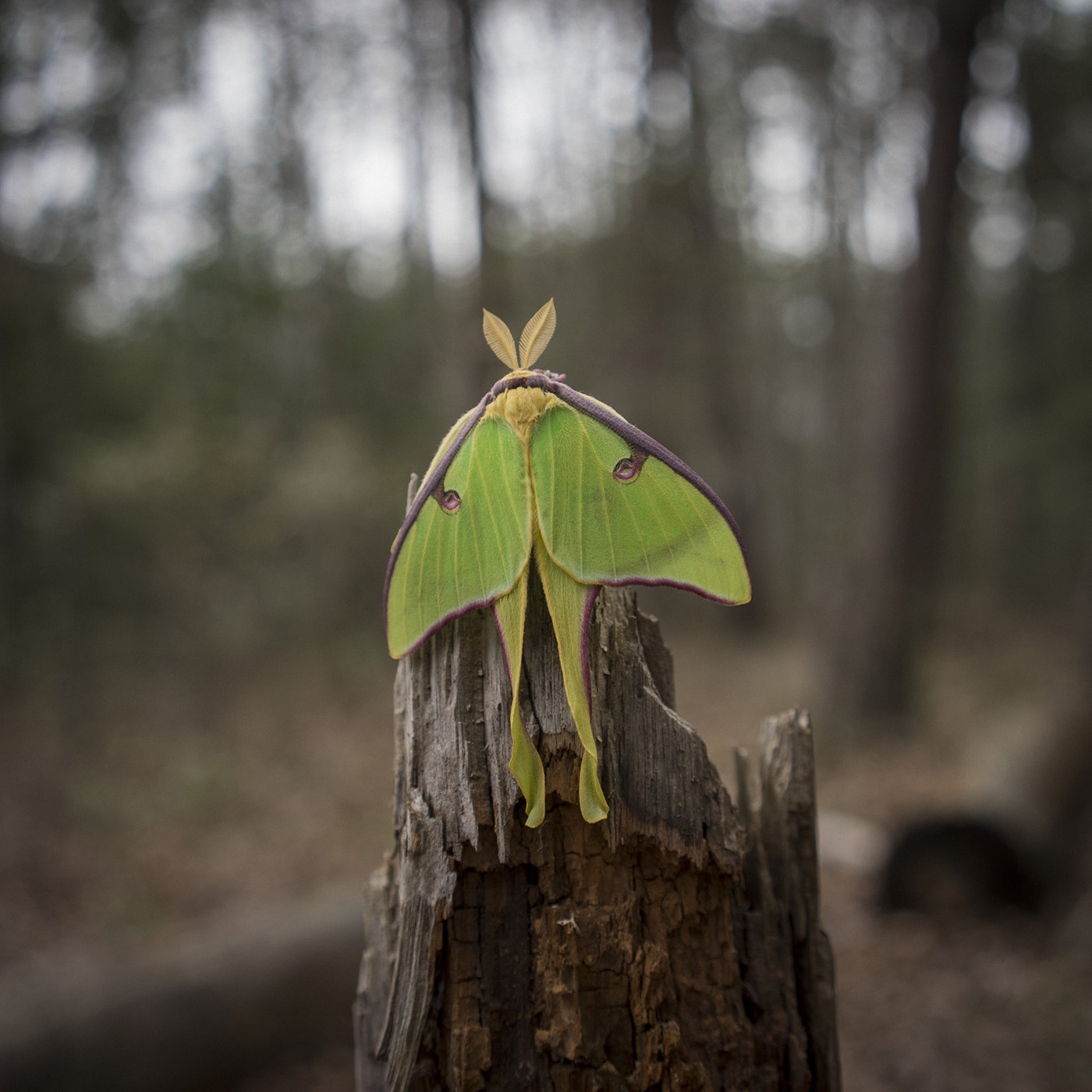 Untitled hike, Luna Moth